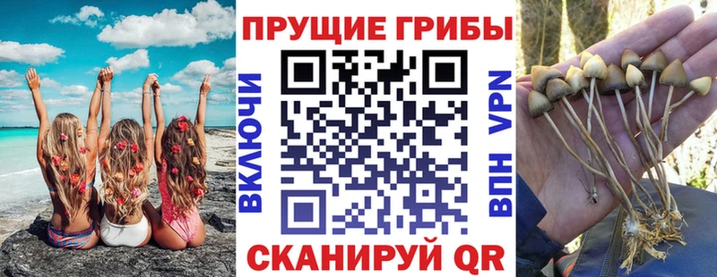 Псилоцибиновые грибы Psilocybe  Губаха 